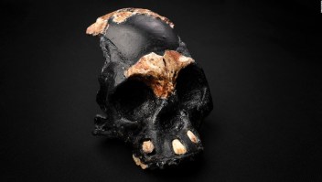 Descubren el primer fósil de niño Homo naledi