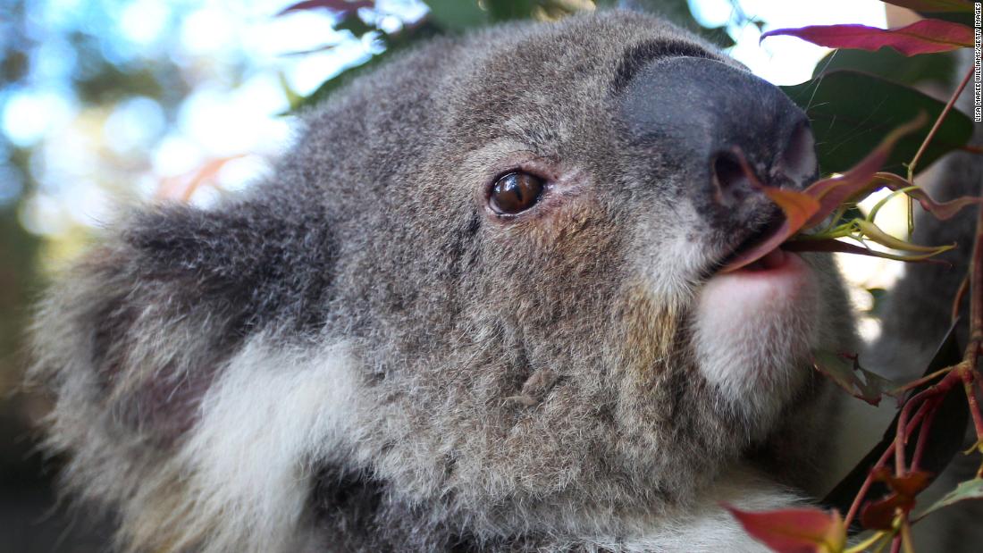 Los koalas están muriendo de clamidia, y el cambio climático lo empeora