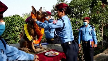 Así honran y festejan a la policía canina en Nepal