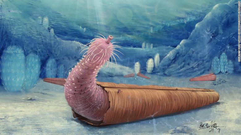 Penile worms already lived in hollow shells 500 million years ago