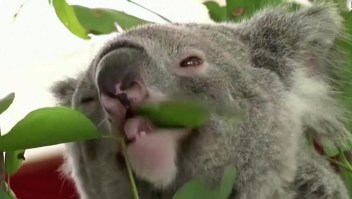 Koalas buscan sobrevivir a la clamidia en Australia