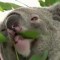 Koalas buscan sobrevivir a la clamidia en Australia