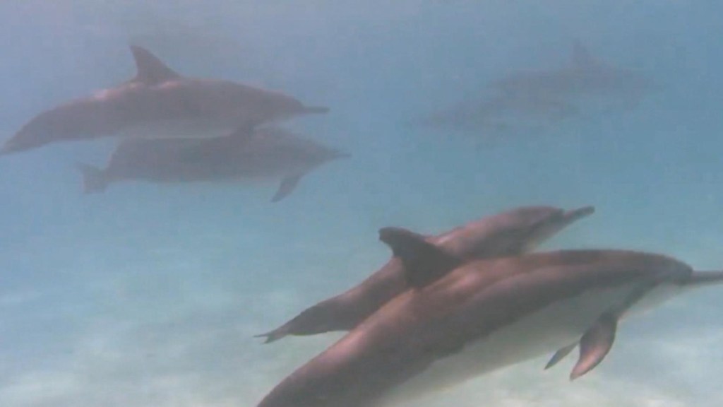 What do we know about the evil that is killing dolphins?