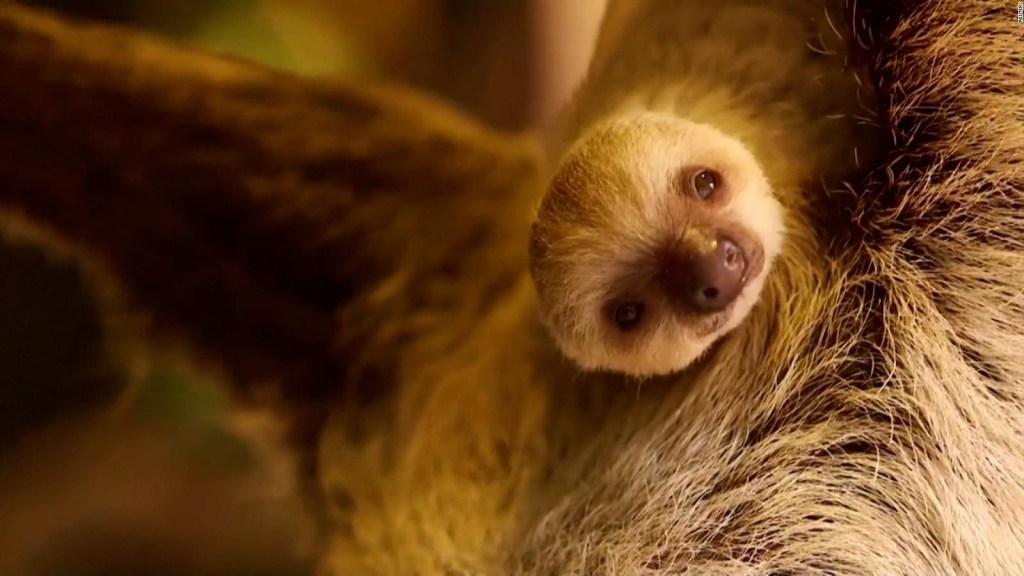 Sloth baby born in London zoo