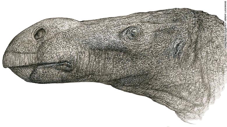 They discover a new species of dinosaur decades after finding its bones