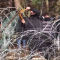 Acusan a Belarús de usar a migrantes como armas