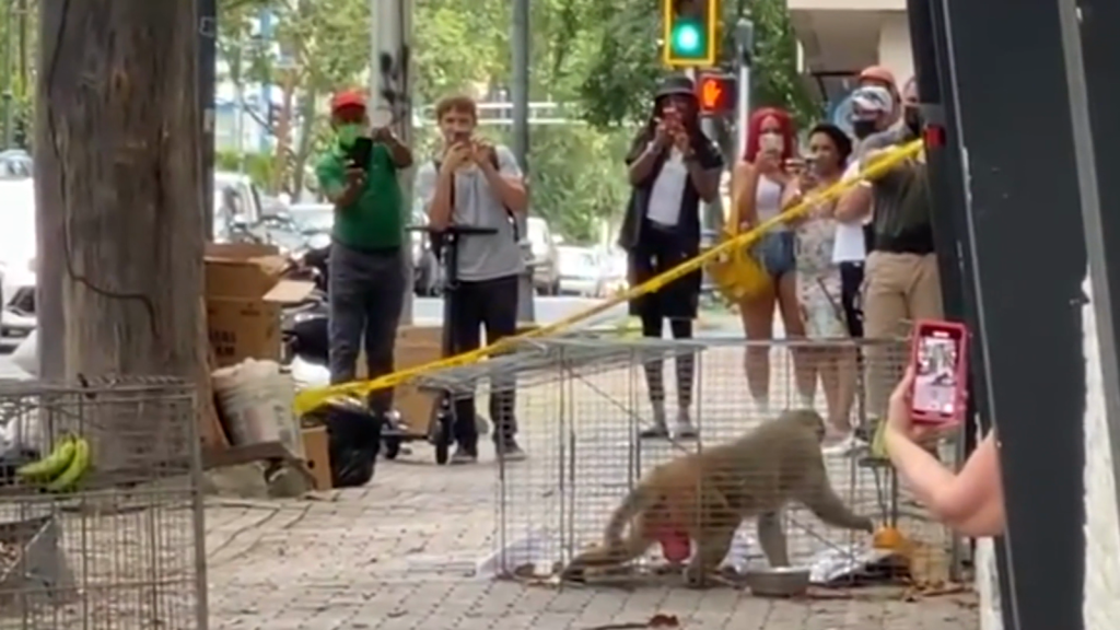 This monkey surprised in the streets of Puerto Rico and has not been caught