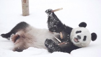 Mira la reacción de este panda al conocer la nieve