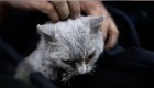 Muere el gato perdido entre cenizas y lava en La Palma