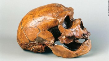 neandertal contagio