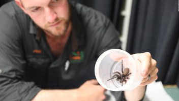 Mira la araña capaz de perforar las uñas humanas