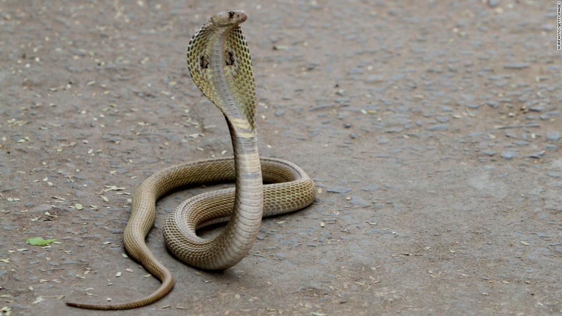 Murió Por Mordida De Serpiente Pero El Verdadero Asesino Fue Su Marido 6804