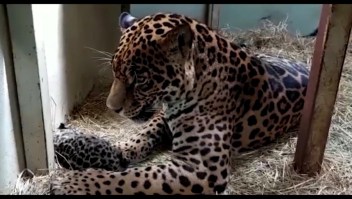 Nacen adorables bebés jaguar en zoológico de México