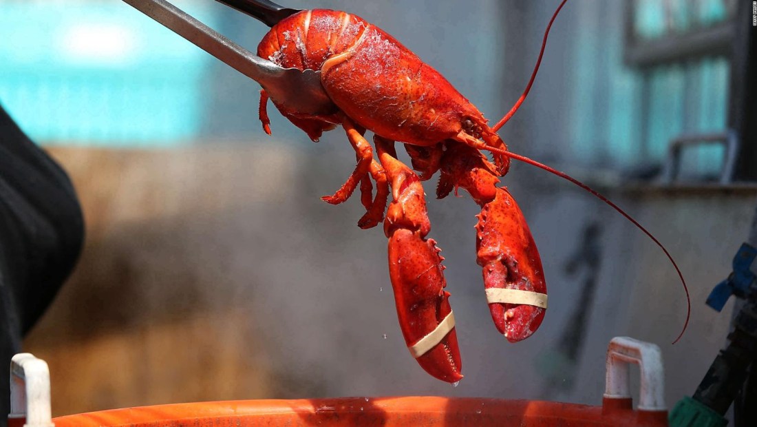 ¿Deberían cocinar a los pulpos, cangrejos y langostas vivas?