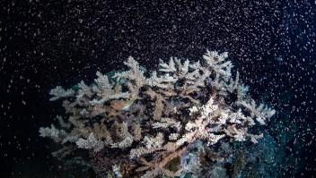 Así se crea la vida en la Barrera de Coral de Australia