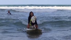 ¿Alguna vez vio a un perro surfear?