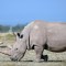 Trasladan a 30 rinocerontes blancos en avión hasta Rwanda