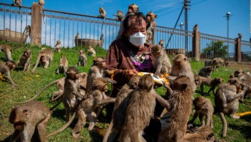 Festival ofrece pasar un día rodeado de monos