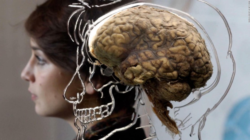 Poznaj mity na temat ludzkiego mózgu