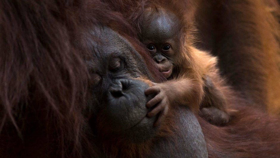 12 de agosto: un orangután de Borneo recién nacido es sostenido por su madre, Suli, en un zoológico de Fuengirola, España. La especie está en peligro crítico de extinción. (Crédito: Jorge Guerrero/AFP/Getty Images)