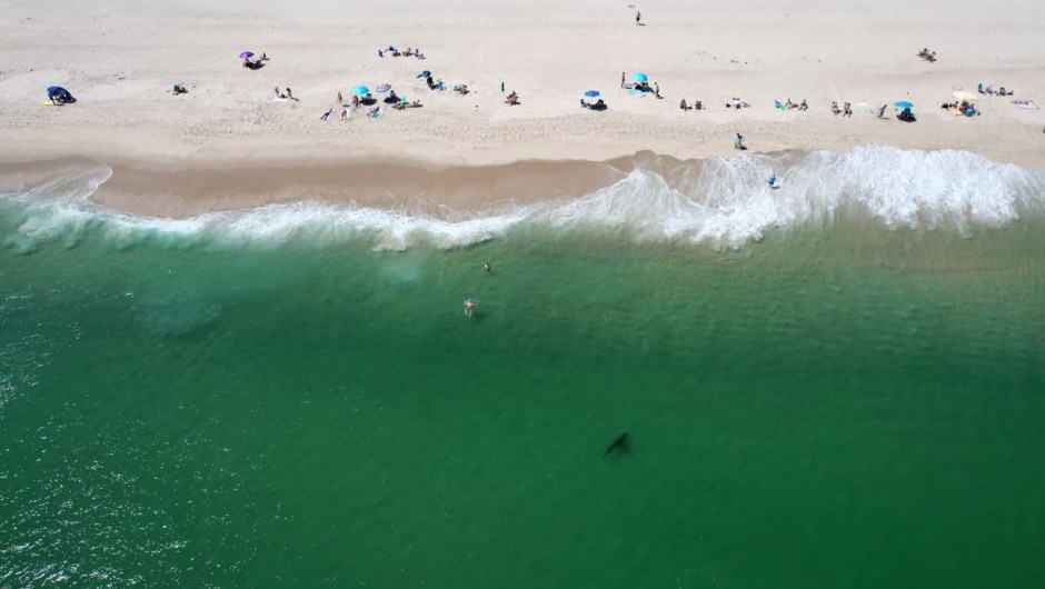 20 de agosto: se ve un gran tiburón blanco en las aguas de Cape Cod, Massachusetts. La zona se ha convertido en un imán para los tiburones blancos adultos en la última década, con una de las concentraciones estacionales más densas del mundo, según The New York Times. (Crédito: Tyler Hicks/The New York Times/Redux)