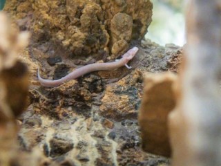Conoce a las inusuales salamandras 