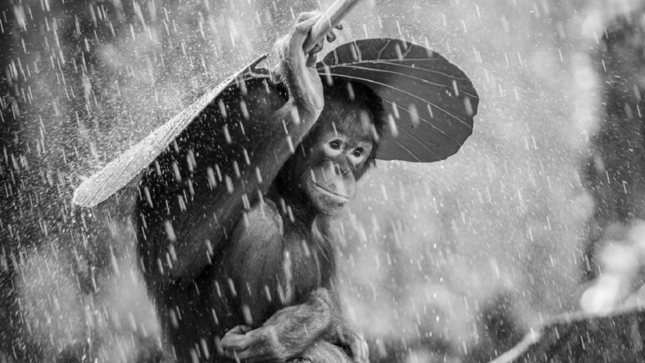 chimpancé lluvia