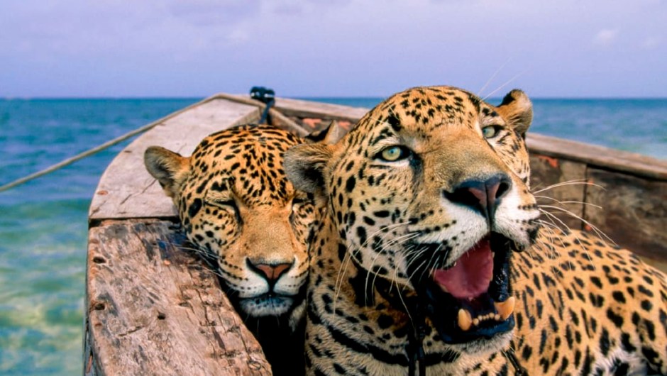 jaguares México