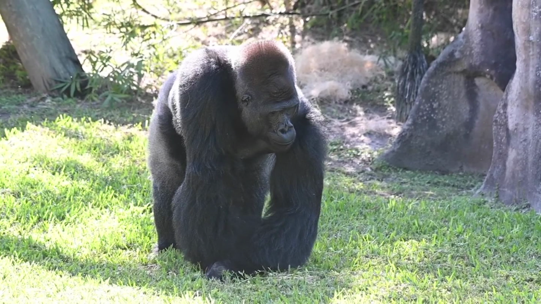Así se comporta este gorila para recibir su tratamiento médico