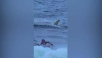 El cercano encuentro entre un tiburón y un surfista