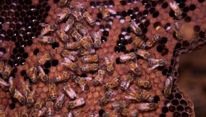 Así salvan a las abejas de Ciudad de México