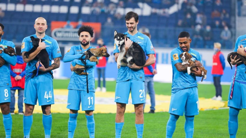 El Zenit cautivó al mundo al entrar a la cancha con tiernos perritos |  Video | CNN