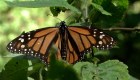 Millions of monarch butterflies are coming to Mexico