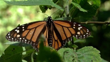 Millones de mariposas monarca llegan a México