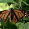 Millones de mariposas monarca llegan a México