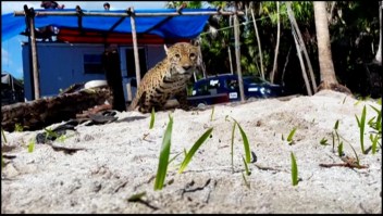 Jaguar y perro peleaban hasta que cayeron en el mismo pozo