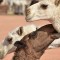 Camellos quedan descalificados por hacer trampa en concurso de belleza