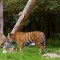 Así celebran la Navidad este grupo de tigres