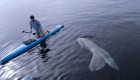 Surfista confunde a una enorme criatura con un tiburón