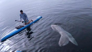 Surfista confunde a una enorme criatura con un tiburón