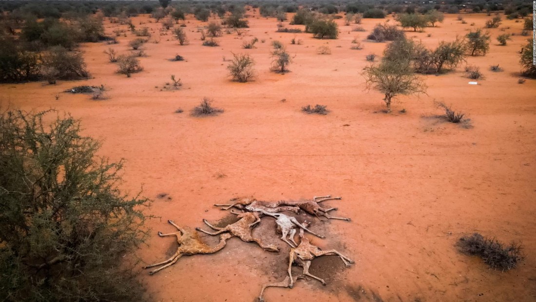 Decenas de jirafas mueren de sed en Kenya