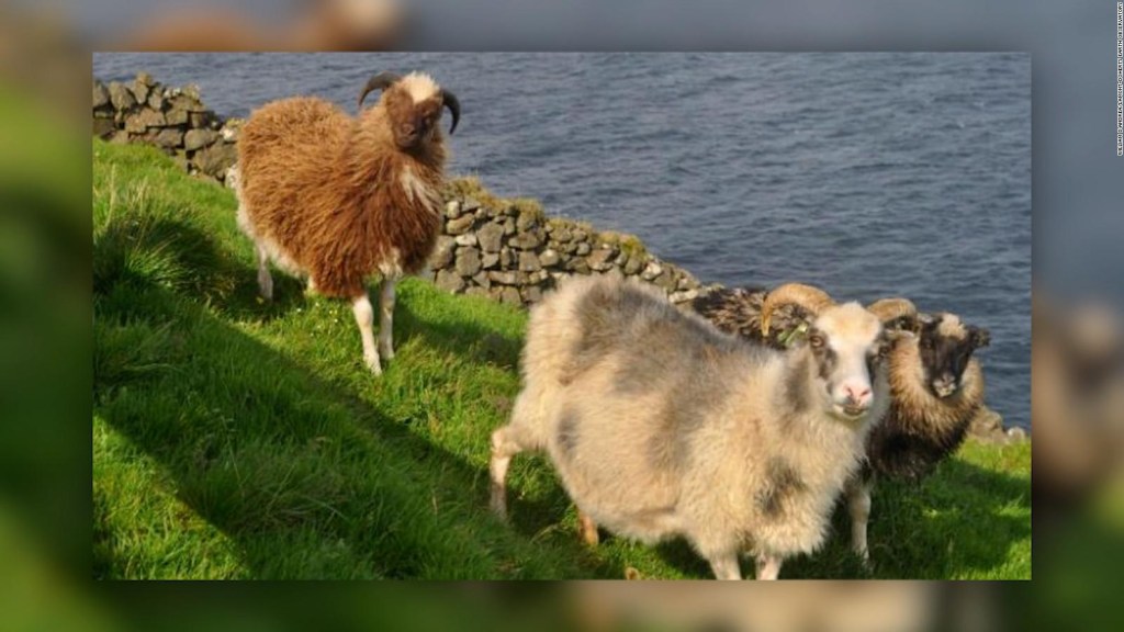 This is how they discovered this unknown population in the Faroe Islands
