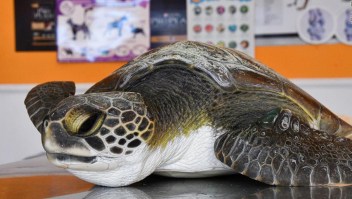 Crisis ambiental: mira lo que hallaron en esta tortuga