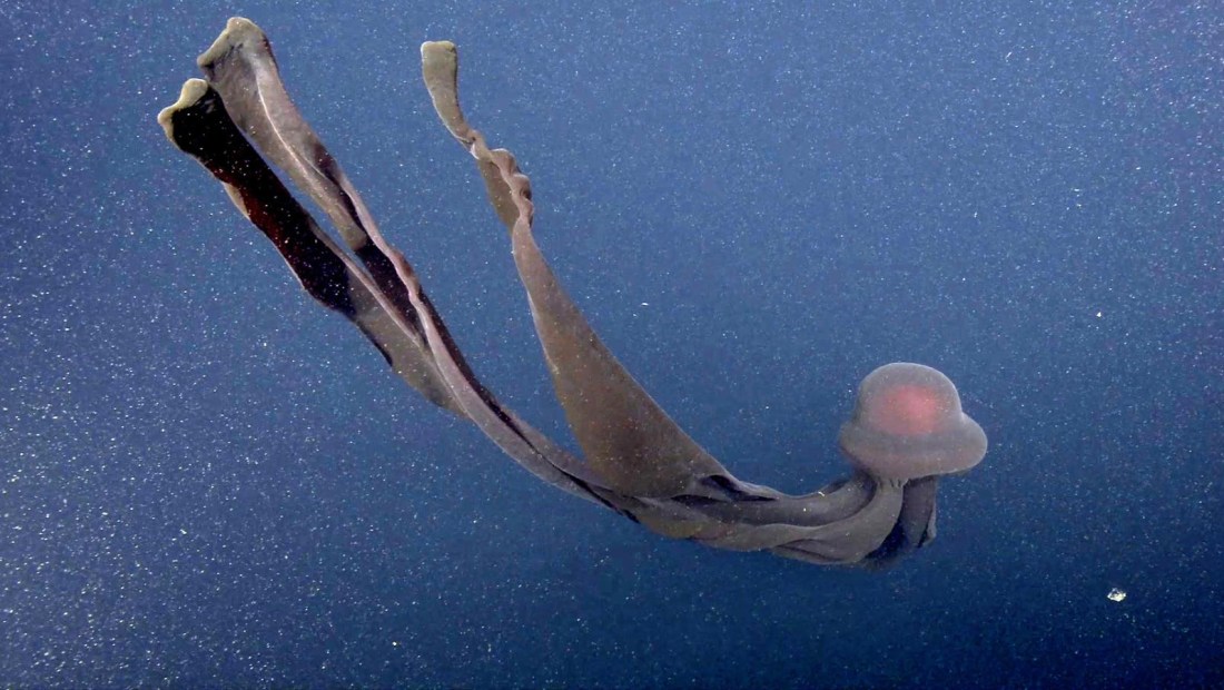 Observa a esta medusa fantasma gigante hallada en las profundidades del mar