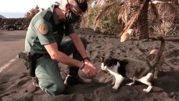 Mira cómo ayudan a los gatos en La Palma