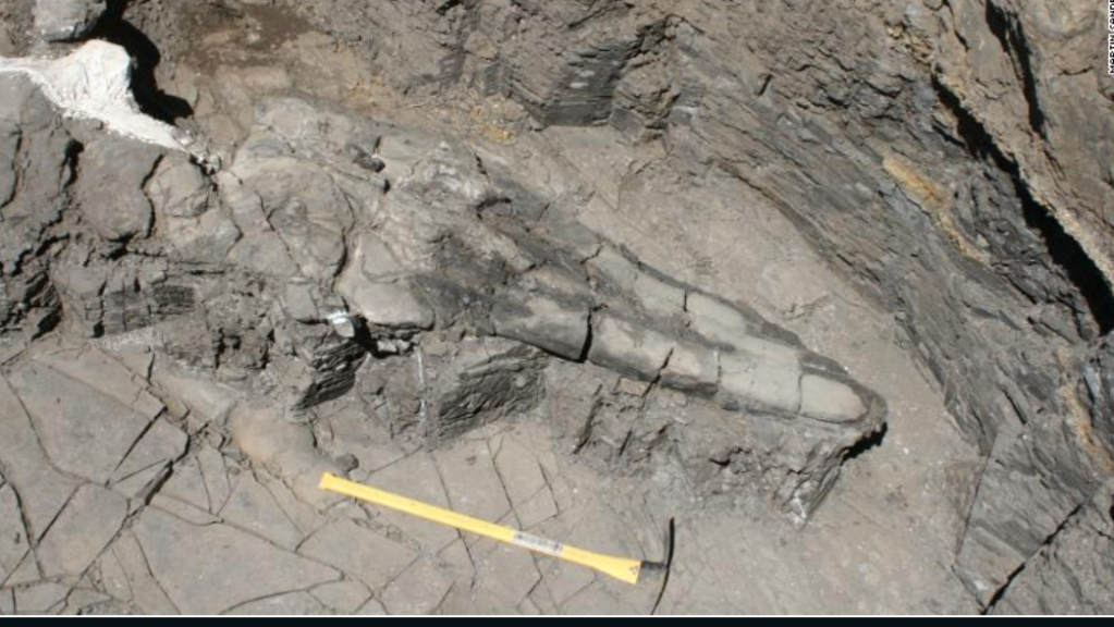 El hallazgo de un fósil replantea las teorías evolutivas