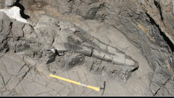 El hallazgo de un fósil replantea las teorías evolutivas
