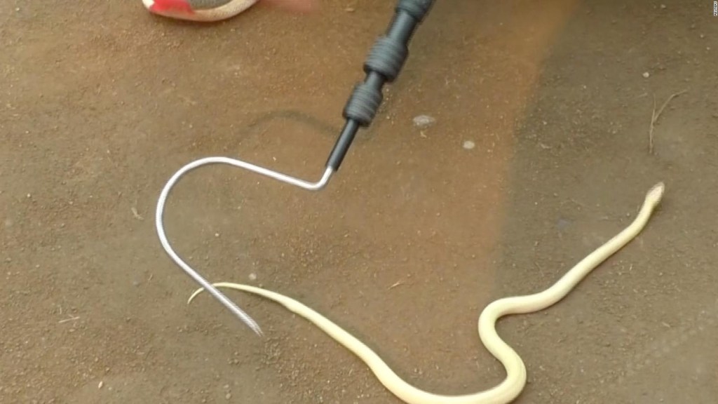 Así rescataron a una serpiente albina en India