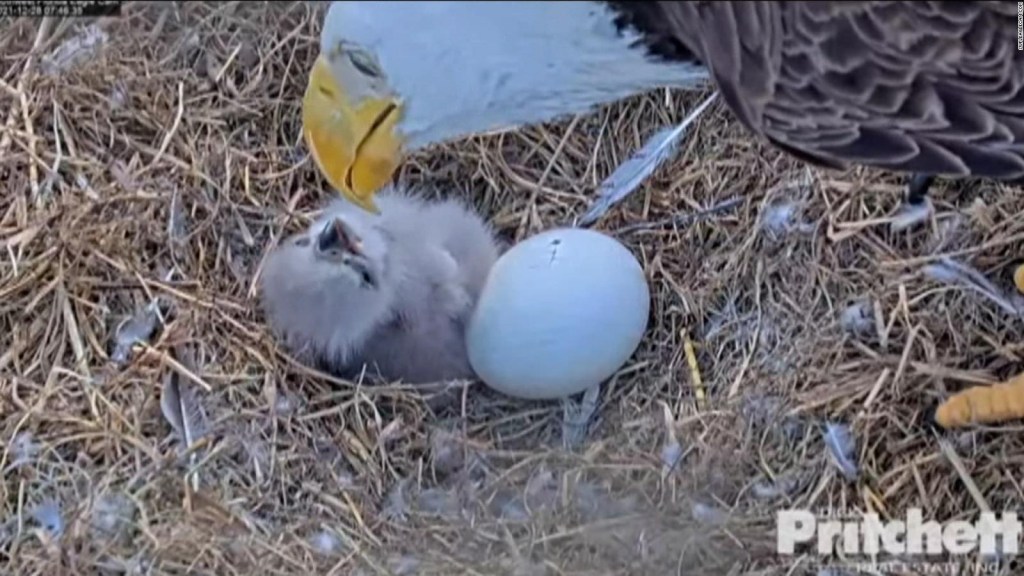 Expectativas por nacimiento de águilas calvas