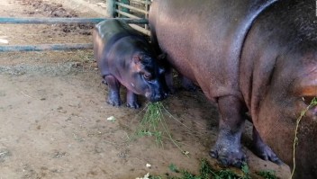 Hipopótamo bebé, nuevo integrante de zoológico en México